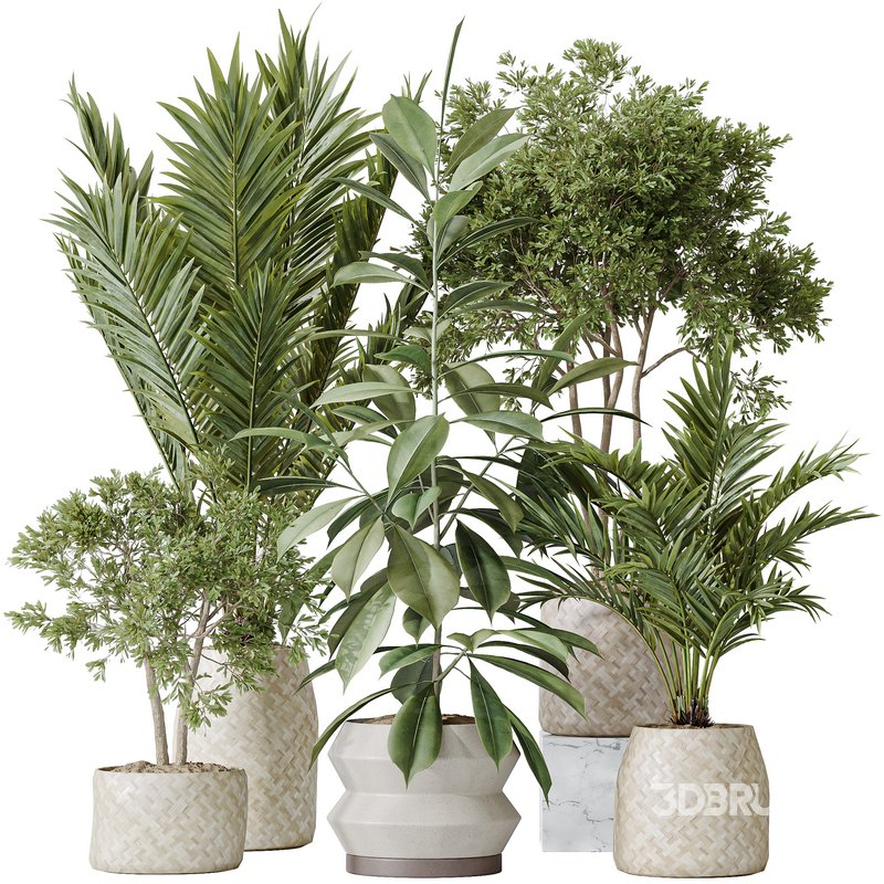 Indoor plants set 98 Areca Palm Kentia and Wilsonii Chemlali Olive and Ficu Cyathistipula Image 1