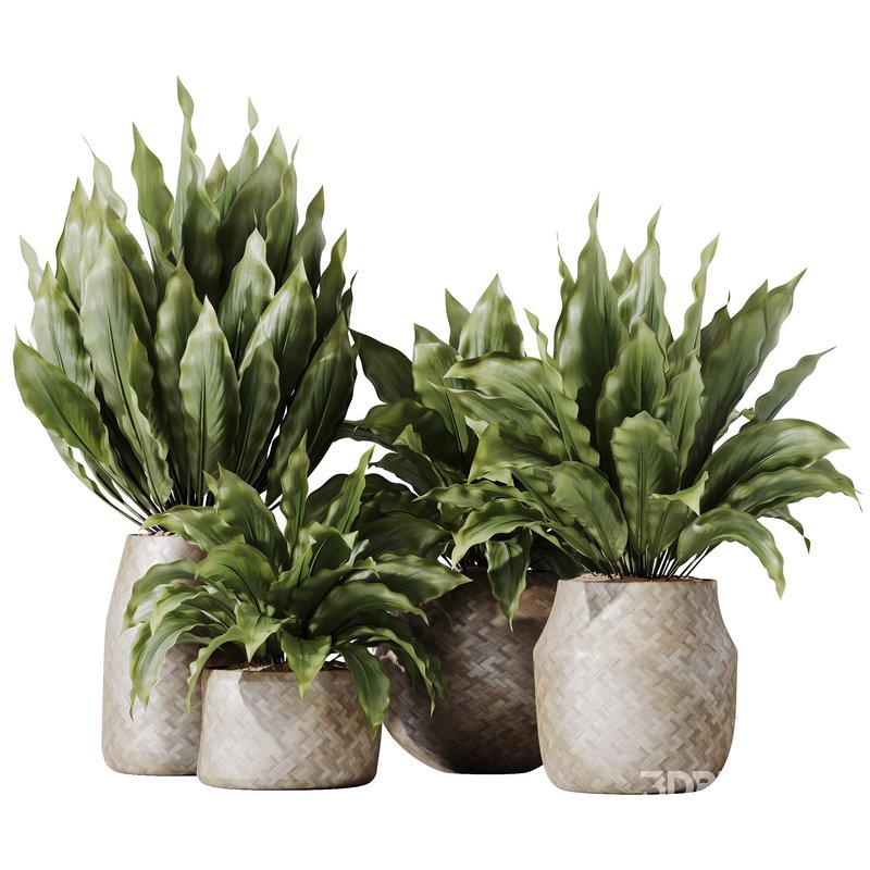 HQ HousePlants Spathiphyllum Wallisii Bellini Peace Lily Domino Set04 Image 1