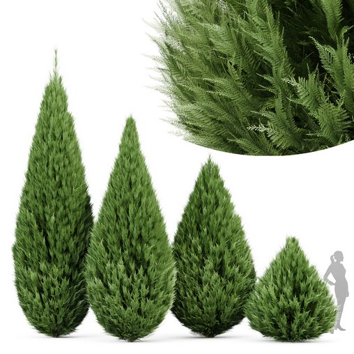 Juniperus chinensis Spartan Taylor Juniper