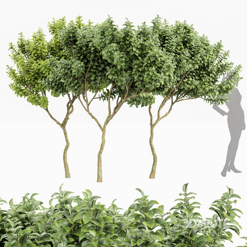 Joy Perfume Orange Michelia Champaca 3 Trees Image 1