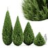 Juniperus chinensis Spartan Taylor Juniper - Thumbnail 3