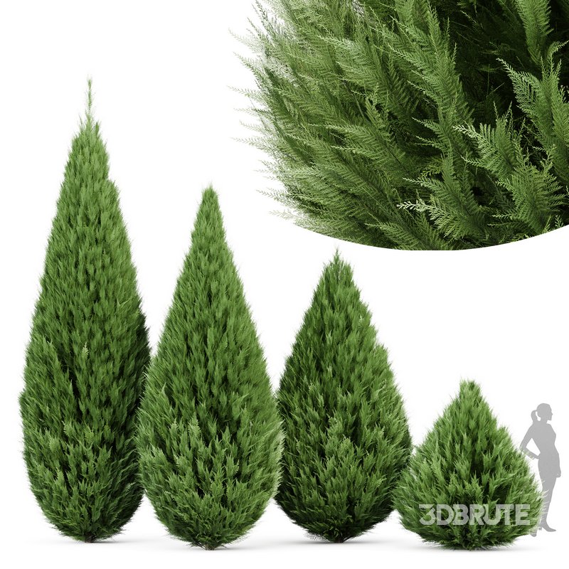 Juniperus chinensis Spartan Taylor Juniper Image 3