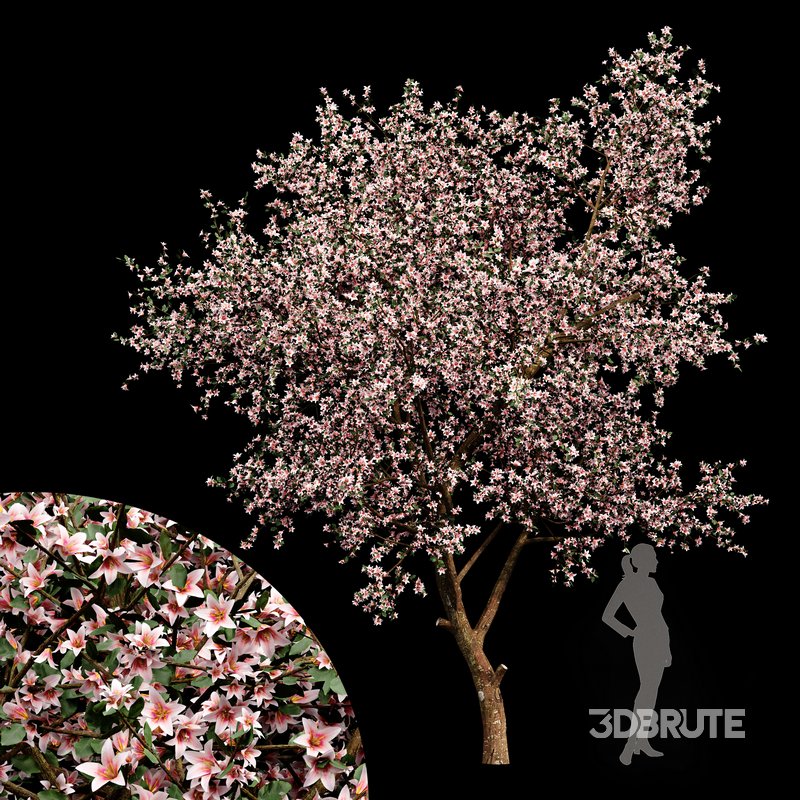 Blooming lemon tree Image 1