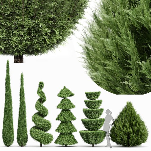 Beloved Italian Cypress 5 trees ideas