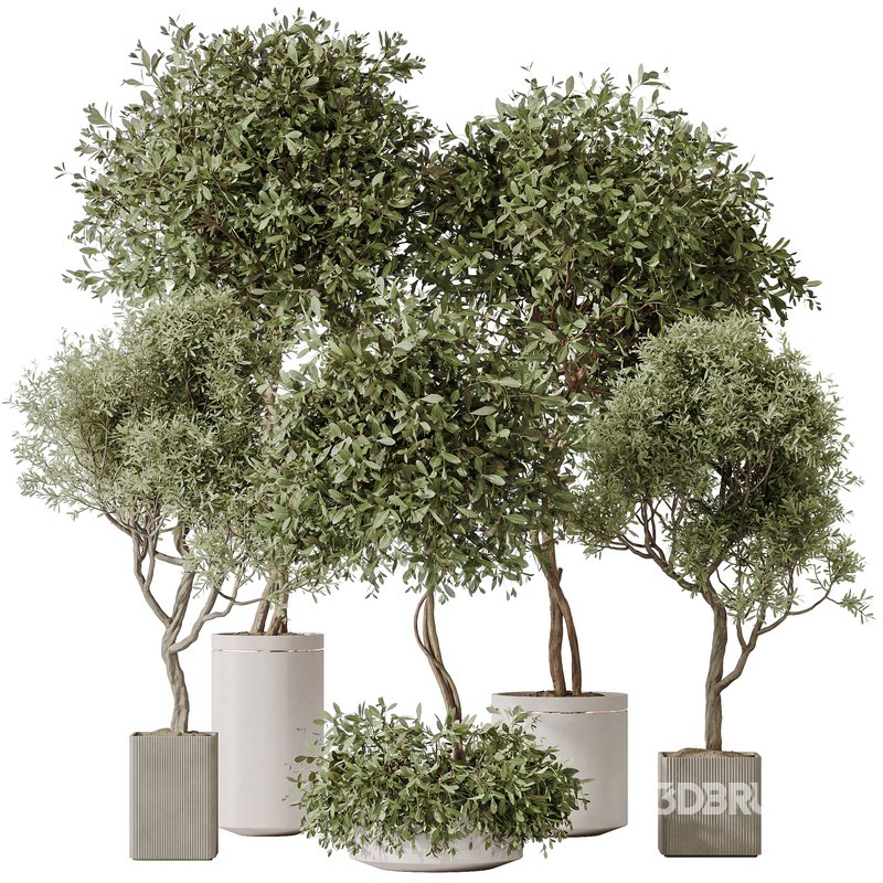 Indoor plants set 106 Olive Artificial Olivo Olea Tree and Mission Kalamata Leccino Arbequina Image 1