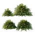 Cypress Bush 01 - Thumbnail 1