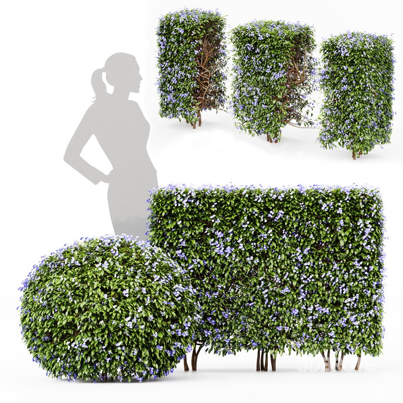 Dwarf Yaupon Holly flowering plants Image 1