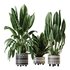 HQ HousePlants Ficus Elastica Beliza Tineke Variegated Rubber Set02 - Thumbnail 1