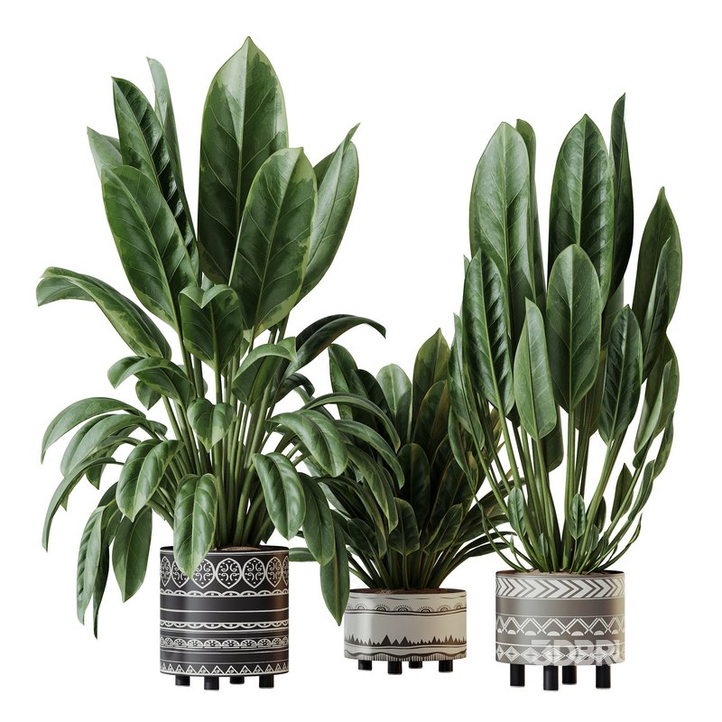 HQ HousePlants Ficus Elastica Beliza Tineke Variegated Rubber Set02 Image 1