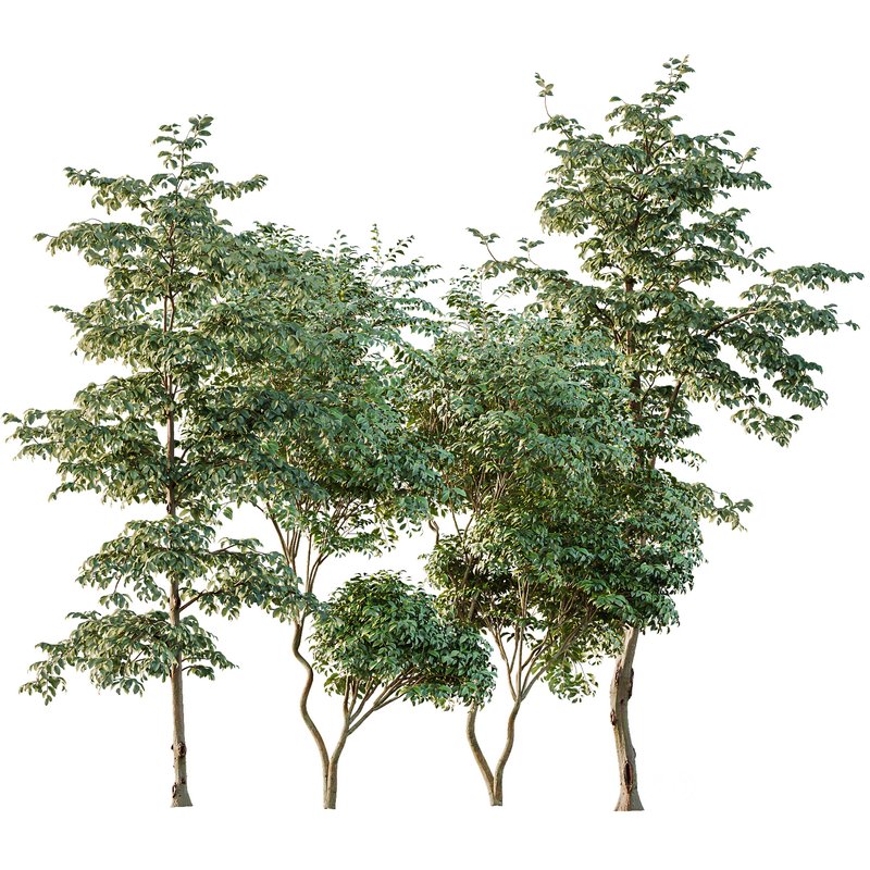 Beautiful Trees Carpinus Betulus and Japanese Cherry Leaf Image 1