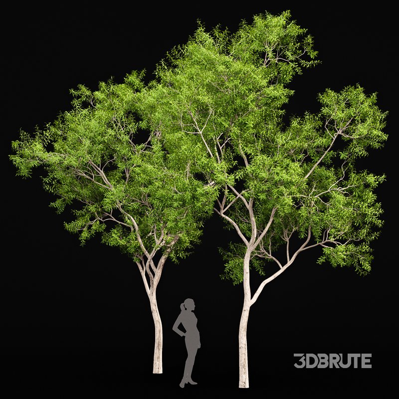 Ghost Gum Tree Corymbia Aparrerinja Image 2