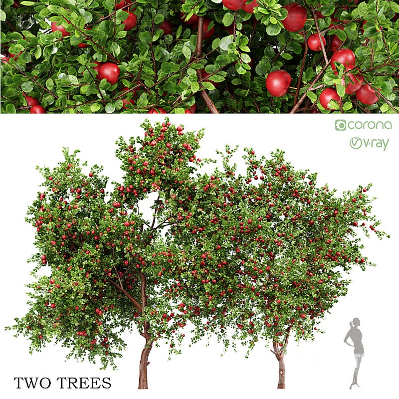 Apple fruit tree Image 1