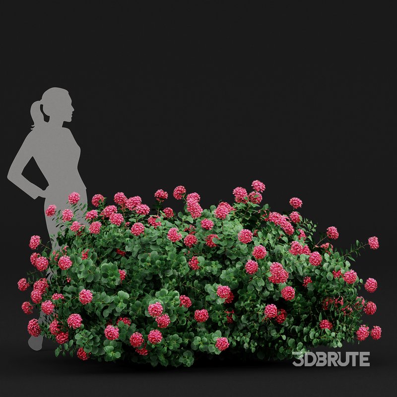 Bigleaf Hydrangeas flower Garden Gate Image 5