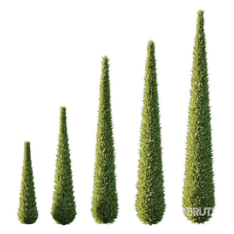 Italian Cypress Tree 14 Image 1