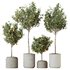 HQ HousePlants Mandarin Citrus Fruit Orange Calamondin Tree Set02 - Thumbnail 1