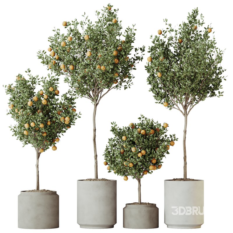 HQ HousePlants Mandarin Citrus Fruit Orange Calamondin Tree Set02 Image 1