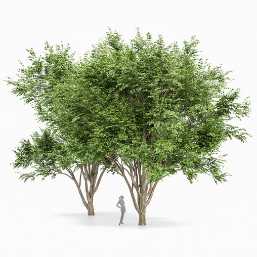 European Beech 2 Trees