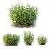 HQ Plants Elephant Grass Pennisetum Purpureum - Thumbnail 1