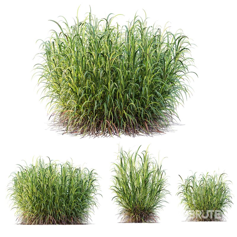 HQ Plants Elephant Grass Pennisetum Purpureum Image 1