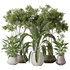 Indoor plants set 105 Wilsonii Chemlali Olive and Wallisii Bellini Peace Lily Domino - Thumbnail 1
