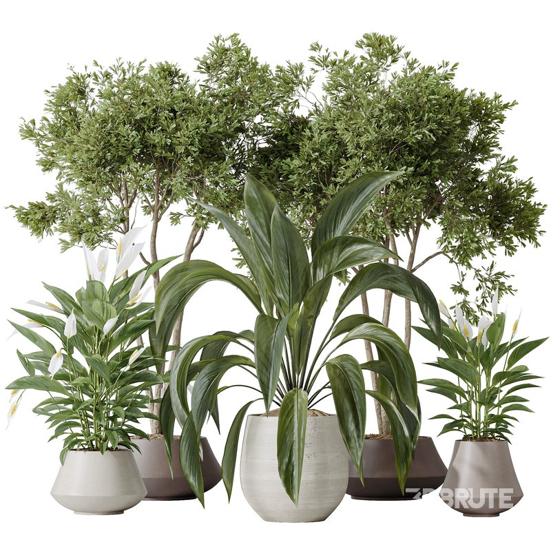 Indoor plants set 105 Wilsonii Chemlali Olive and Wallisii Bellini Peace Lily Domino Image 1