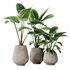 HQ HousePlants Cunjevoi Alocasia Jardin Brisbanensis Fittingly Elephant - Thumbnail 1