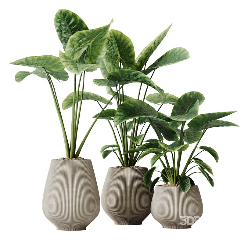 HQ HousePlants Cunjevoi Alocasia Jardin Brisbanensis Fittingly Elephant Image 1