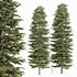 Black Spruce Picea Mariana Pine - Thumbnail 1