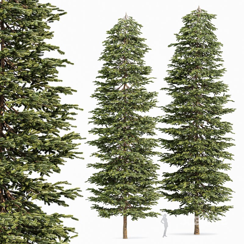 Black Spruce Picea Mariana Pine Image 1