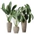 HQ HousePlants Cunjevoi Alocasia Jardin Brisbanensis Fittingly Elephant Set02 - Thumbnail 1
