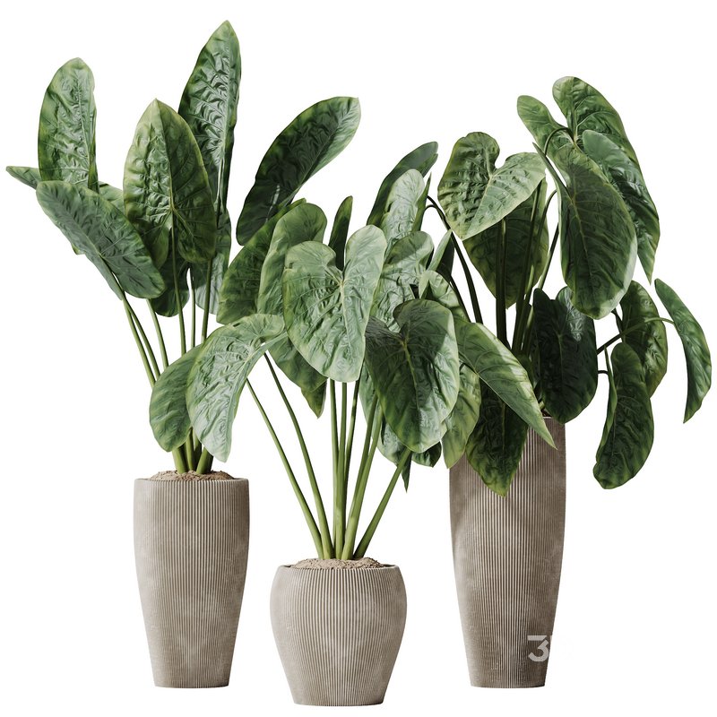 HQ HousePlants Cunjevoi Alocasia Jardin Brisbanensis Fittingly Elephant Set02 Image 1