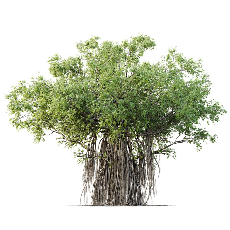 HQ Plants Banyan Ficus Benghalensis Tree Image 1