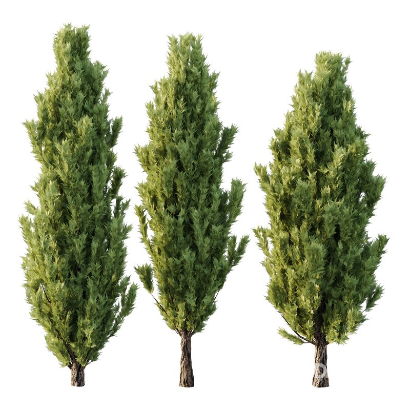 Italian Cypress Tree 17 Image 1