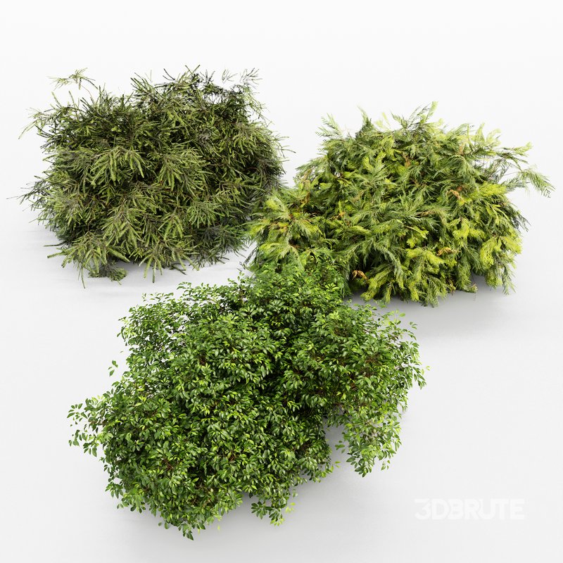 Different Bush Golden Globe Dwarf Thuja Spruce Image 4