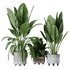 HQ HousePlants Ficus Elastica Beliza Tineke Variegated Rubber - Thumbnail 1