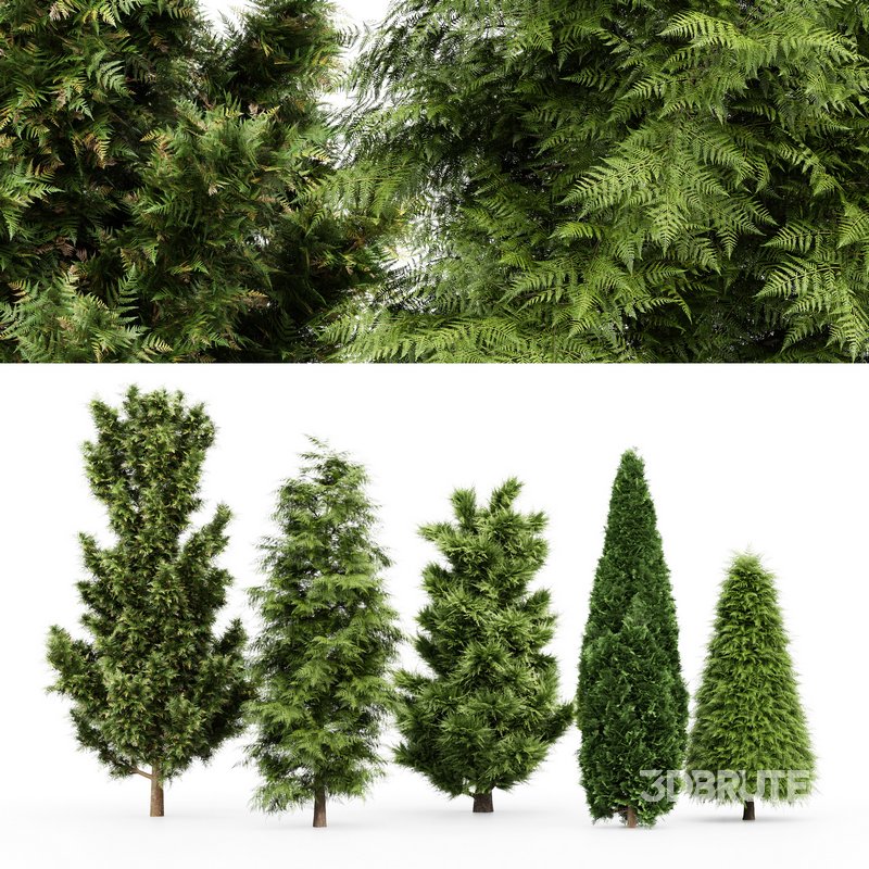 5 Different tree Leyland cypress Slender Hinoki Rocky Mountain green coniferous Cupressocyparis Image 2