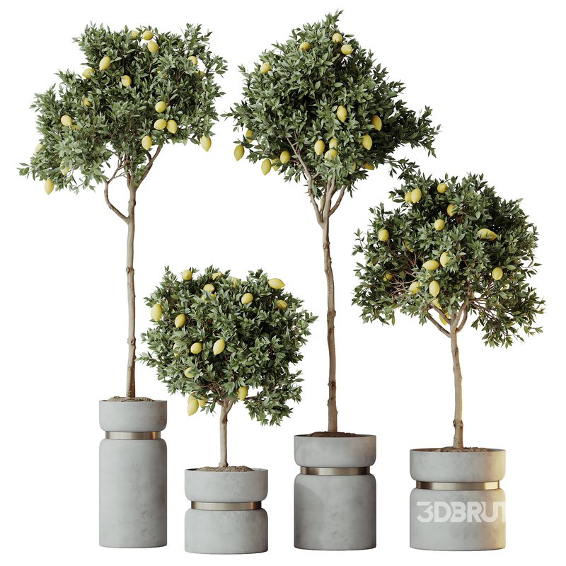 HQ HousePlants Mandarin Citrus Fruit Lomen Calamondin Tree Image 1