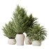 HQ HousePlants Cyara Areca Palm Paradise Kentia Everlasting Set02 - Thumbnail 1