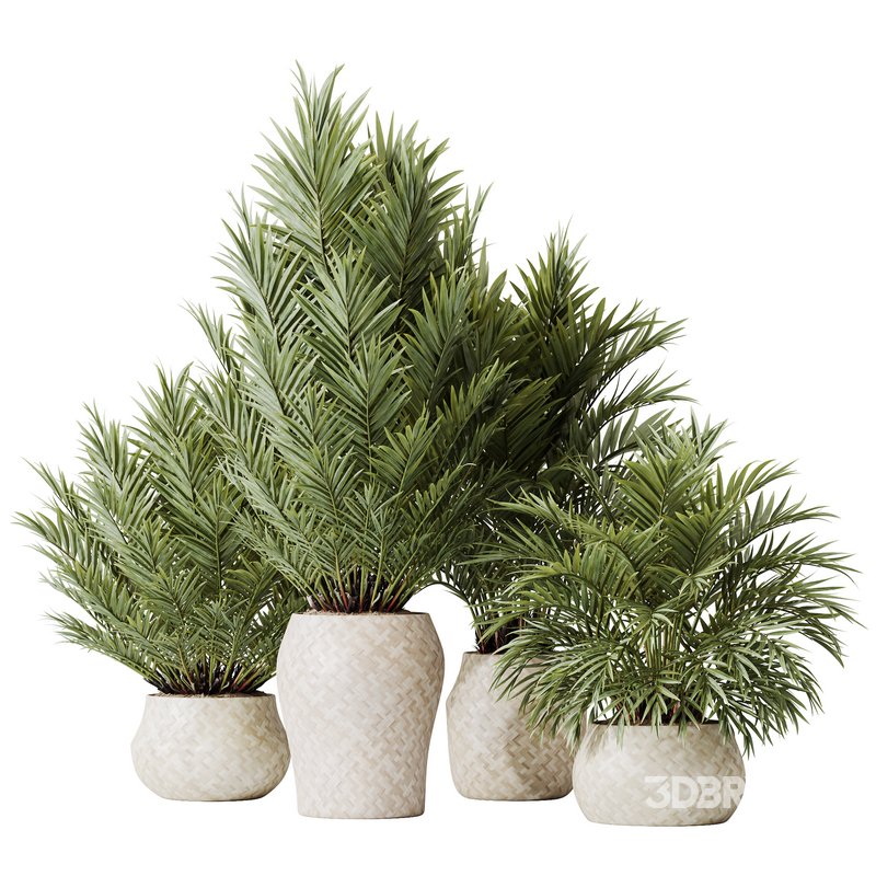 HQ HousePlants Cyara Areca Palm Paradise Kentia Everlasting Set02 Image 1