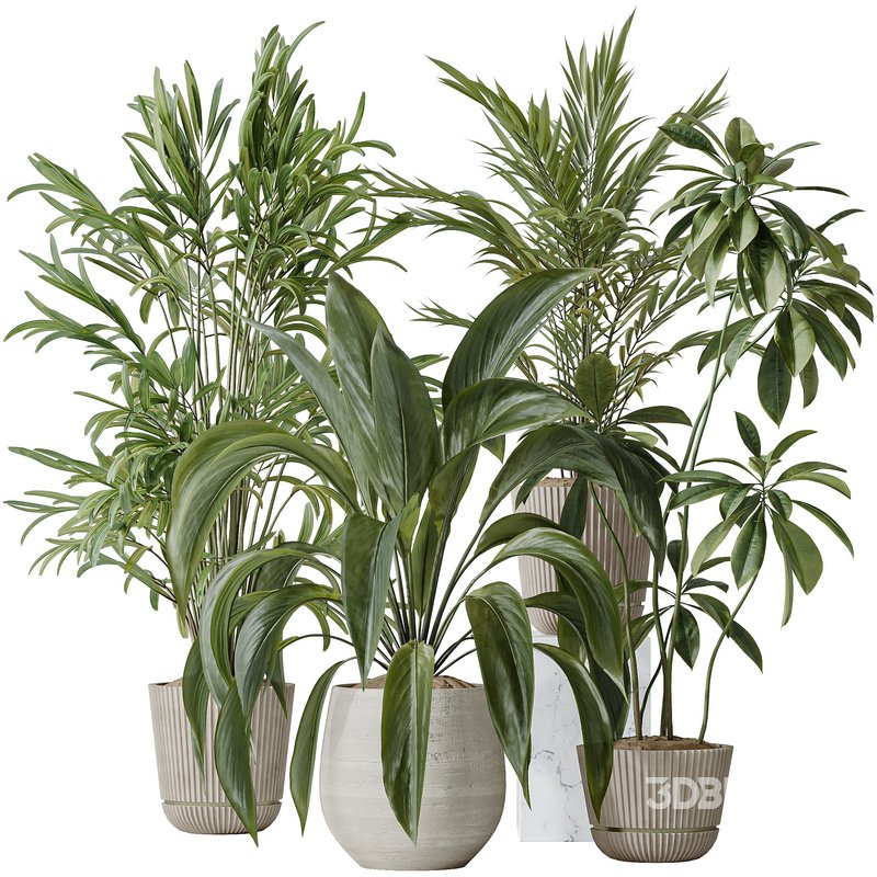 Indoor plants set 97 Dypsis Areca Palm and Spathiphyllum Wallisii Image 1