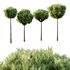 Italian Cypress Tree 15 - Thumbnail 1