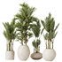 HQ HousePlants Cyara Areca Palm Paradise Kentia Everlasting Set03 - Thumbnail 1