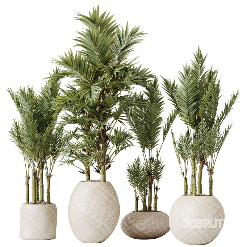 HQ HousePlants Cyara Areca Palm Paradise Kentia Everlasting Set03 Image 1