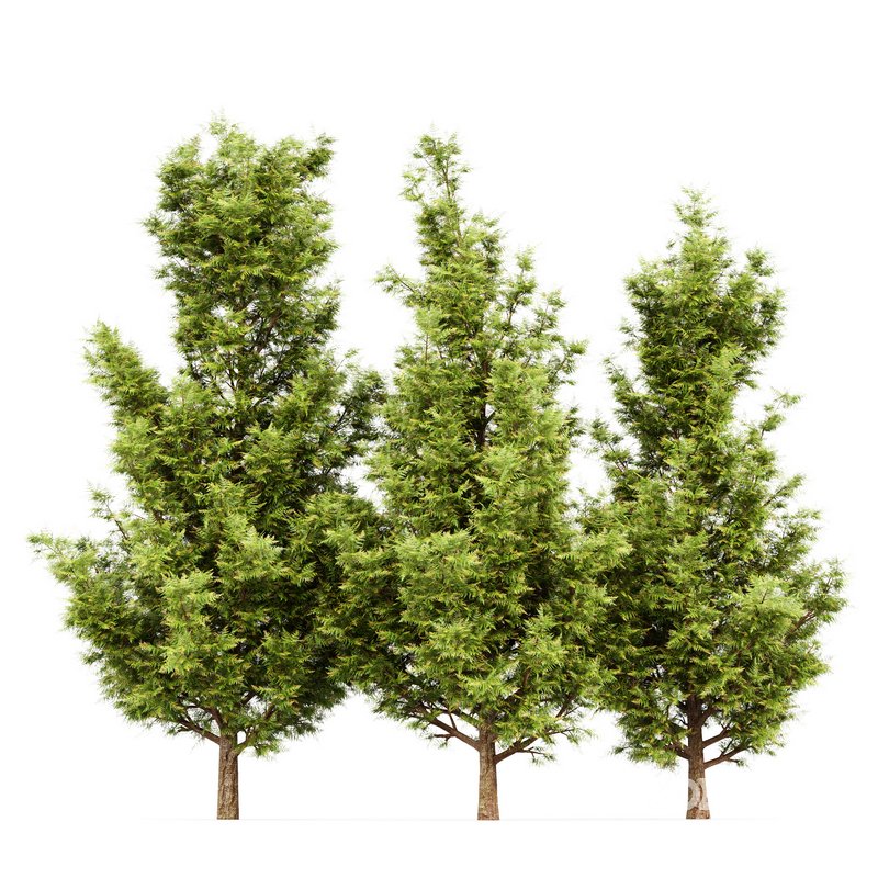 Leyland cypress leylandi 3 trees Image 1