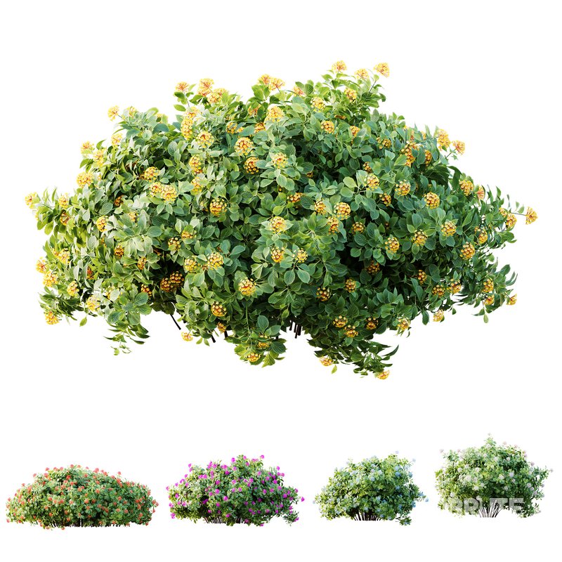 HQ Plants lantana Camara Confetti Bush Image 1