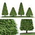 2 Different tree Cone shaped green coniferous - Thumbnail 1
