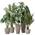 Indoor plants set 103 Lutescens Palm and Cunjevoi Alocasia - Thumbnail 1