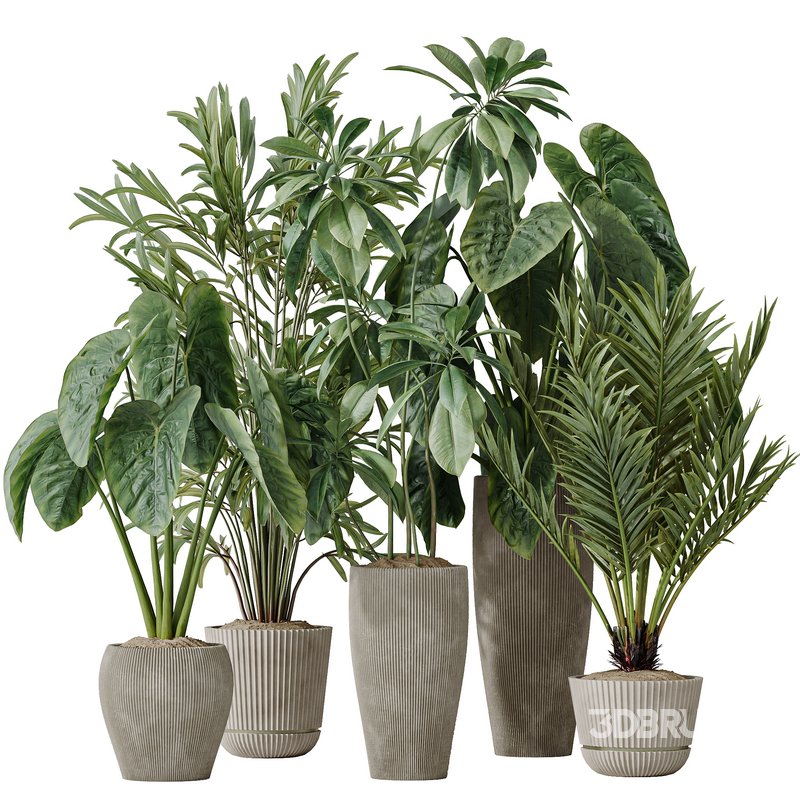 Indoor plants set 103 Lutescens Palm and Cunjevoi Alocasia Image 1