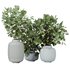 HQ HousePlants Branche Decorative Foliage Dollar Authentic Eucalyptus Bouquet - Thumbnail 1