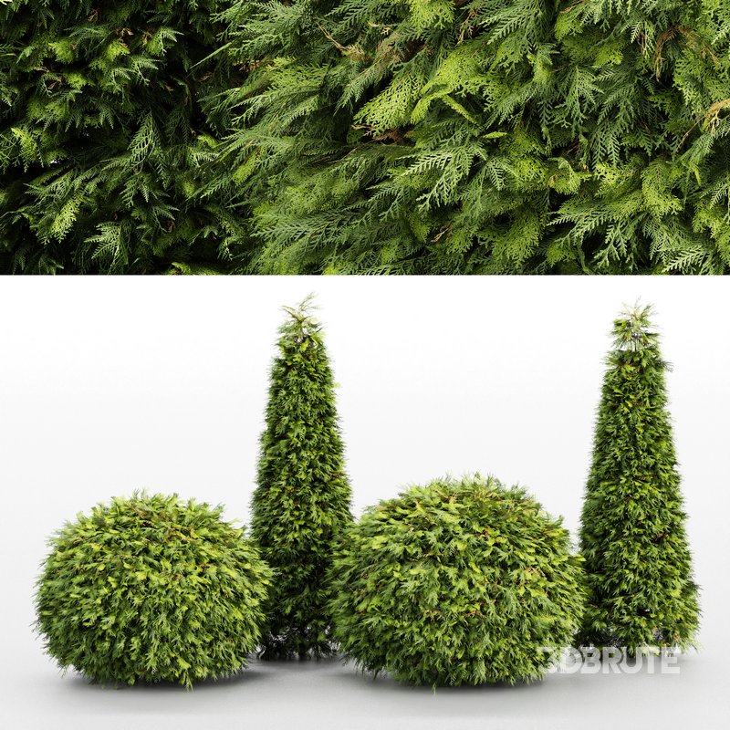 Evergreen Shrubs Golden Globe Dwarf Thuja Image 1